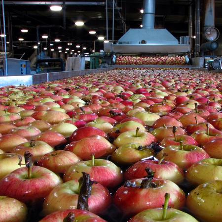 Apples Apples